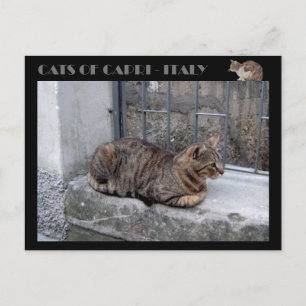 Katten van Capri, kat van tabby - Italië Briefkaart