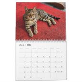 Katten van Istanbul Kalender (Mar 2026)
