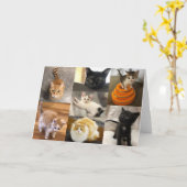 Katten van Twin Counties Kaart (Gele Bloem)