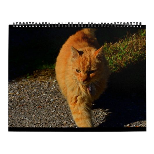 Katten van Vermont 2024 Kalender (Hoes)
