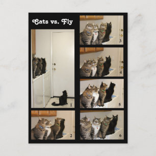 Katten versus Briefkaart