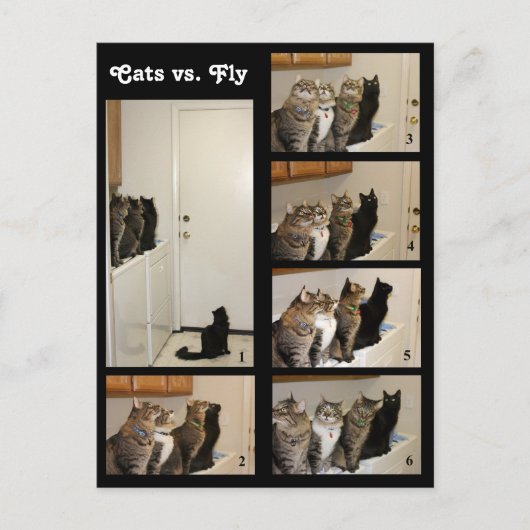 Katten versus Briefkaart (Voorkant)