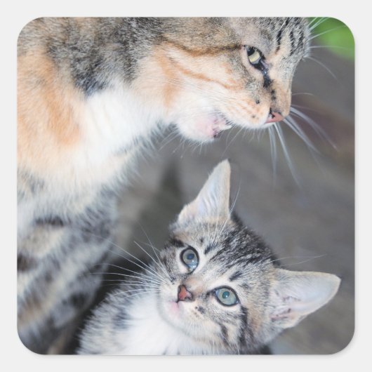 Katten Vierkante Sticker (Voorkant)