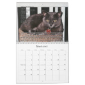 Katten voor VAS Bewustmaking! Kalender (Mar 2027)