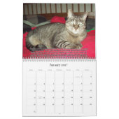Katten voor VAS Bewustmaking! Kalender (Jan 2027)