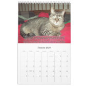 Katten voor VAS Bewustmaking! (Verticaal) Kalender (Jan 2026)