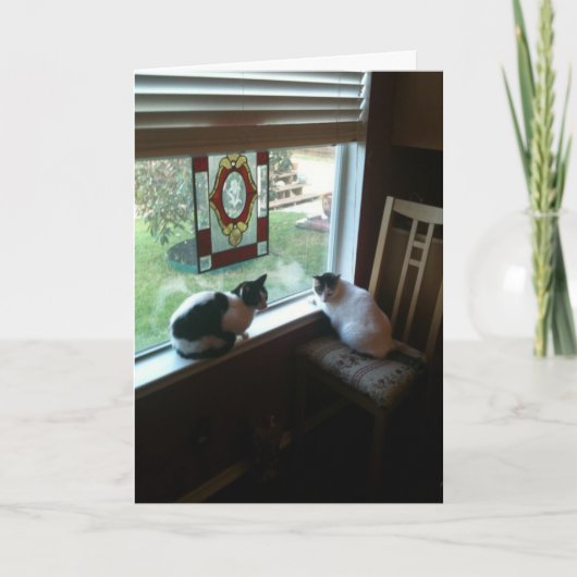 Katten wachten kaart (Voorkant)