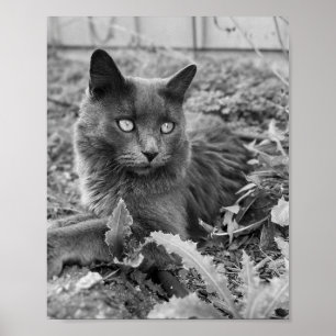 katten wandkunst poster