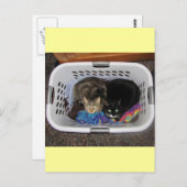 Katten wasmand briefkaart (Voorkant / Achterkant)