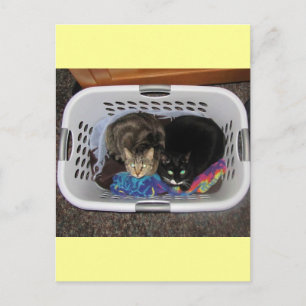 Katten wasmand briefkaart