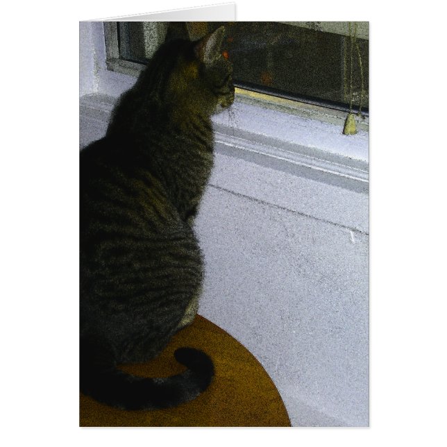 Katten wereld (Voorkant)