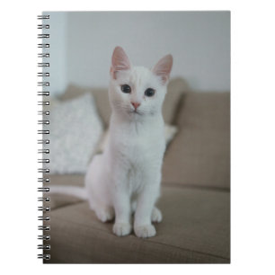 Katten zijn de beste 42 notitieboek