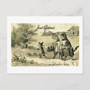 Katten zijn net aangekomen in Atlantic City, 1908  Briefkaart