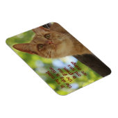 Katten zijn Oranje Magneet (Rechterzijde)