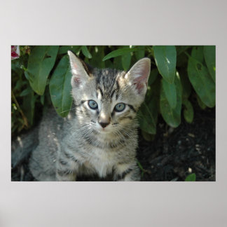 Katten zijn schattig poster