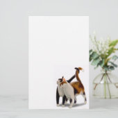 kattenbakkerij briefpapier (Staand voorkant)