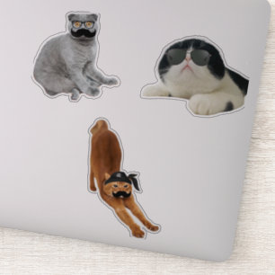  kattenbonnen sticker