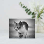 kattenbriefkaart zoeken briefkaart (Staand voorkant)