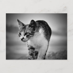 kattenbriefkaart zoeken briefkaart