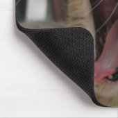 Kattengeeuwen Muismat (Hoek)