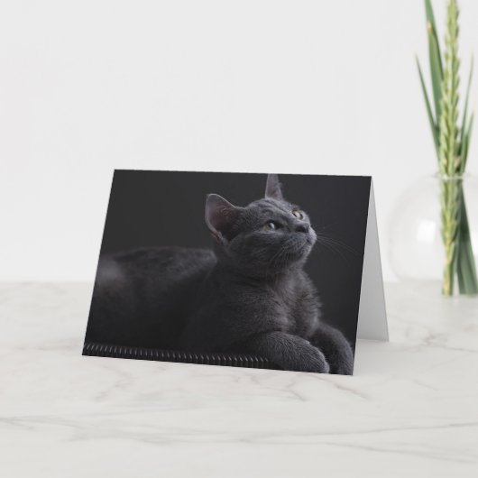 Kattenjong Kaart (Voorkant)