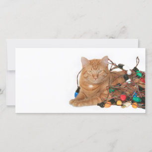 Kattenkerstlichtverwarring Feestdagenkaart