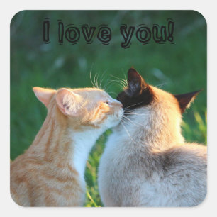 Kattenkus kattenliefhebbers vierkante sticker