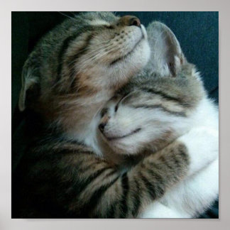 Kattenliefde Poster