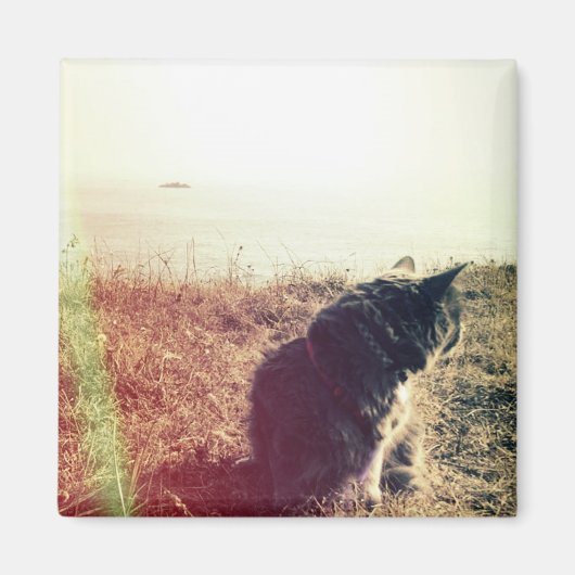  kattenmagneet magneet (Voorkant)