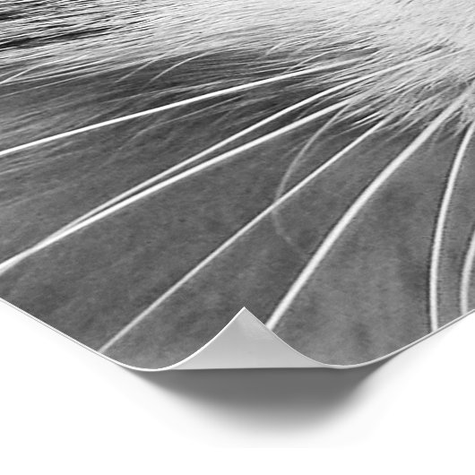 Kattenogen Poster (Hoek)