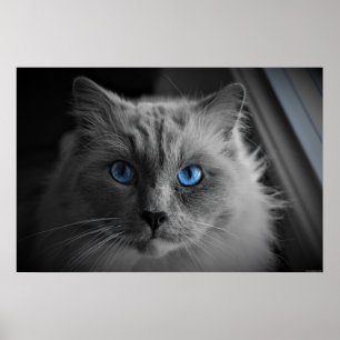 Kattenogen, Wanddecoratie Poster