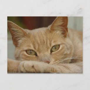 Kattenontspanning. Briefkaart