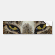 Kattenoog