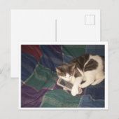 Kattenopvangafstandsbediening Briefkaart (Voorkant / Achterkant)