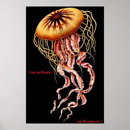 Kattenposter Poster (Voorkant)