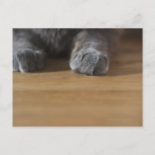 Kattenpoten Briefkaart