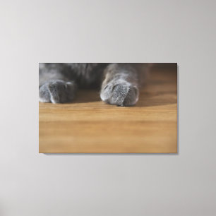 Kattenpoten Canvas Afdruk