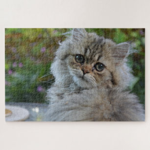 kattenpuzzel legpuzzel