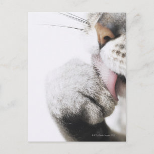 Kattenreinigingspagina Briefkaart