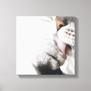 Kattenreinigingspagina Canvas Afdruk