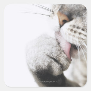 Kattenreinigingspagina Vierkante Sticker