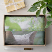 kattenweefsel tissuepapier (Geschenk)