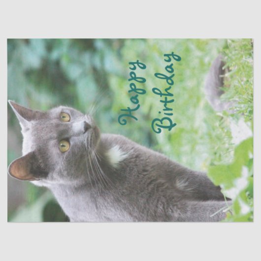 kattenweefsel tissuepapier (Voorkant)