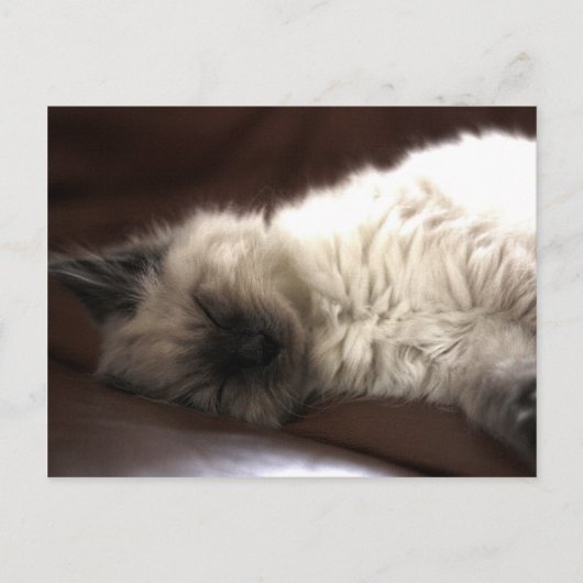 Kattunge/Kitten Briefkaart (Voorkant)