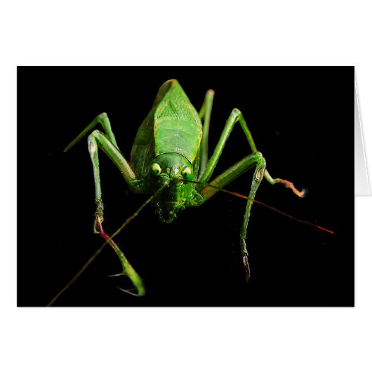 Katydid Blank Card (Voorkant Horizontaal)