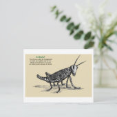 Katydid Briefkaart (Staand voorkant)