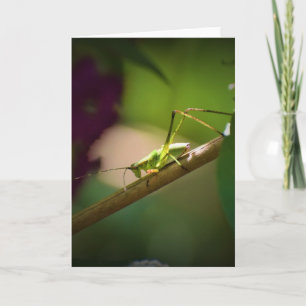 Katydid, carte
