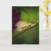 Katydid, carte (Fleur jaune)