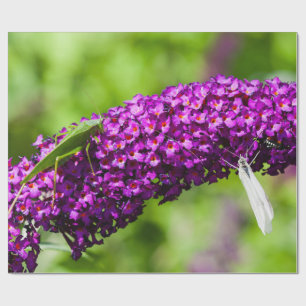 katydid energy cadeaupapier