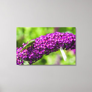 katydid energy canvas afdruk